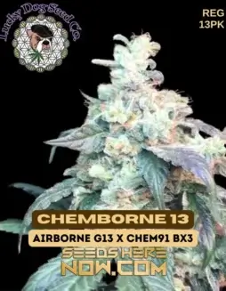 Chemborne 13 cannabis seeds by Lucky Dog Seed Company, a hybrid strain with citrus, pine, diesel, and earthy flavors.