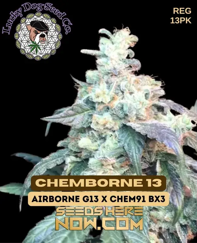 Chemborne 13 cannabis seeds by Lucky Dog Seed Company, a hybrid strain with citrus, pine, diesel, and earthy flavors.