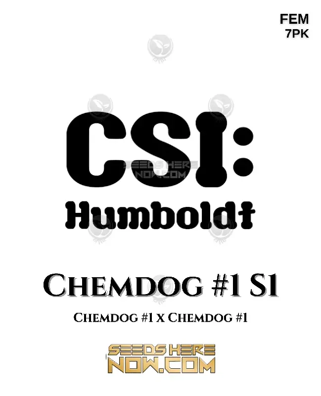 ChemDog #1 S1 Feminized Seeds featuring high THC and Sativa dominance