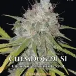 Chemdog '91 S1 (Feminized) - CSI Humboldt
