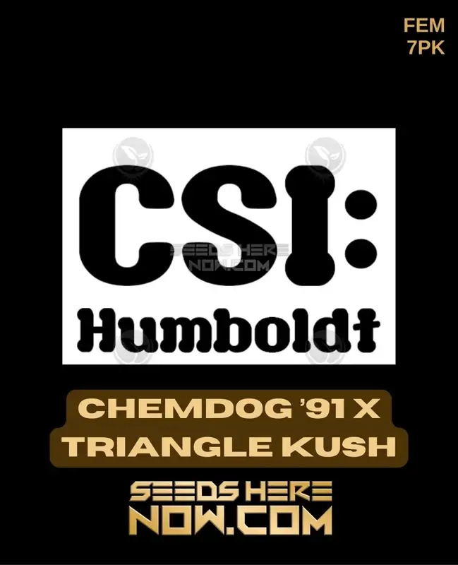 Close-up image of Chemdog '91 x Triangle Kush cannabis seeds by CSI Humboldt