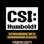 Chemdog '91 x Wedding Cake (Feminized) - CSI Humboldt