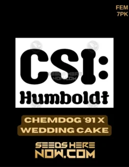 Chemdog '91 x Wedding Cake Feminized Seeds (space) High THC Content and Sweet Diesel Aroma