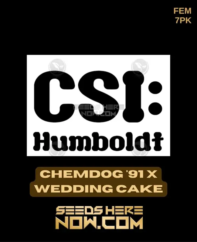 Chemdog '91 x Wedding Cake Feminized Seeds - High THC Content and Sweet Diesel Aroma
