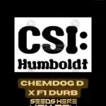 Chemdog D x F1 Durb (Feminized) - CSI Humboldt