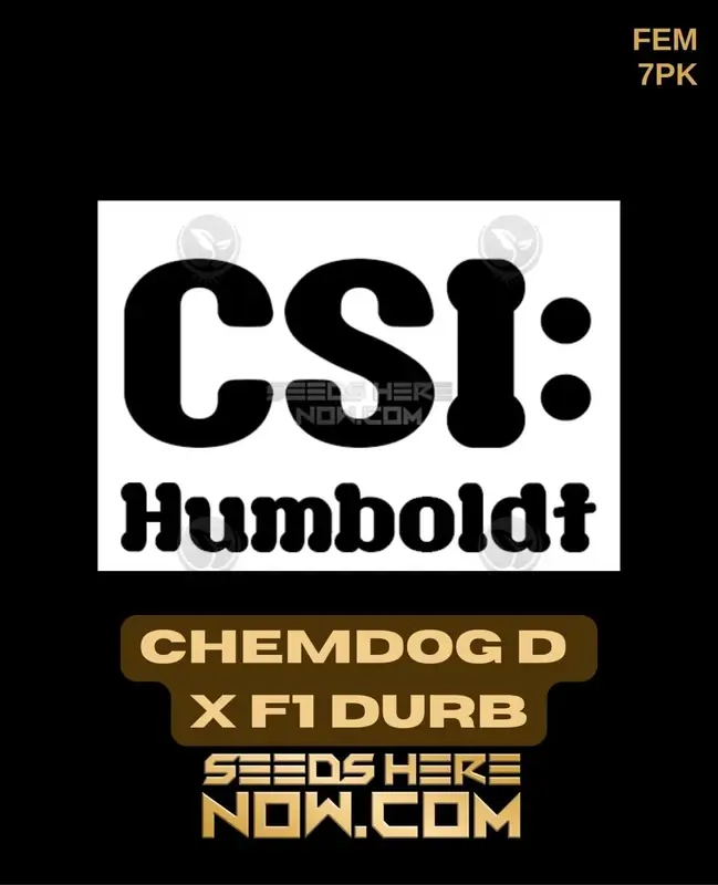 Chemdog D x F1 Durb feminized seeds pack by CSI Humboldt showcasing vibrant pine and citrus aromas