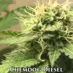 Chemdog Diesel (Autoflower) - Automatically Delicious