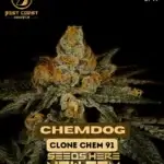 Chemdog (Regular) - Best Coast Genetics