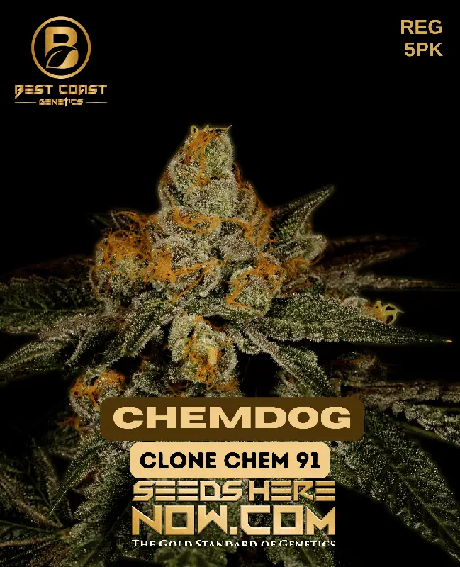 Pack of Chemdog Regular Seeds by Best Coast Genetics featuring diesel, pine, and citrus aromas