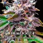 Chemdog#4 S1 (Feminized) - Dr. Blaze