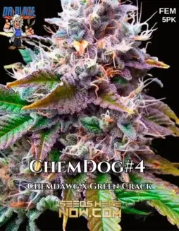 Close(space)up of Chemdog#4 S1 Feminized Seeds (space) Hybrid Cannabis by Dr. Blaze