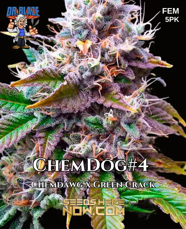 Close-up of Chemdog#4 S1 Feminized Seeds - Hybrid Cannabis by Dr. Blaze