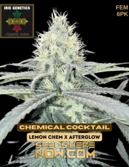 Pack of Chemical Cocktail (Feminized) cannabis seeds by Irie Genetics