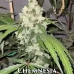 Chemnesia (Regular) - Lucky Dog Seed Company