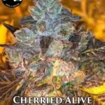 Cherried Alive (Regular) - Strait A Genetics
