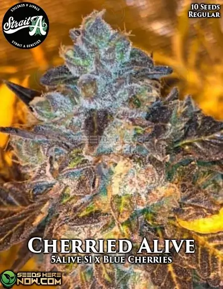 Cherried Alive regular cannabis seeds, 18-22% THC, Sativa Dominant, by Strait A Genetics