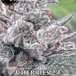 Cherries 2.1 (Regular) - Strait A Genetics