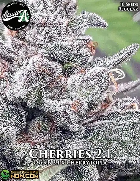 Pack of Cherries 2.1 regular cannabis seeds by Strait A Genetics