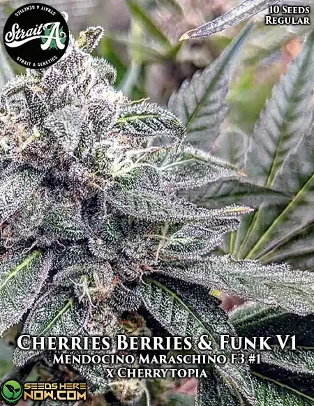 Cherries Berries & Funk V1 regular cannabis seeds featuring cherry and berry flavors and a soothing high