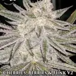 Cherries Berries & Funk V2 (Regular) - Strait A Genetics