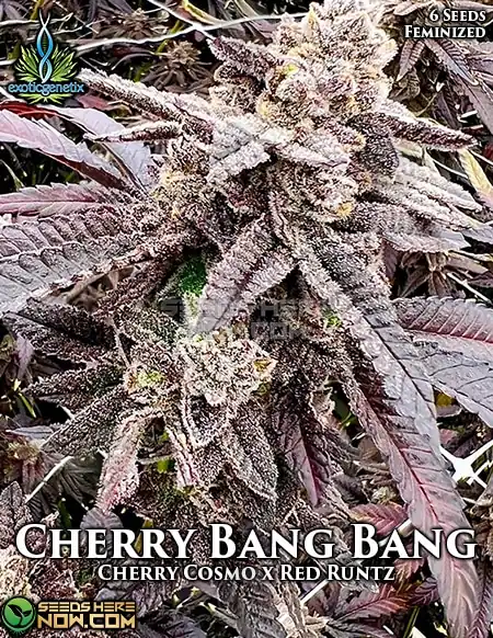 Cherry Bang Bang Feminized Seeds - Cherry Cosmo x Red Runtz Hybrid