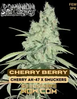 Cherry Berry Feminized Seeds (space) A Hybrid Strain by Dominion Seed Company