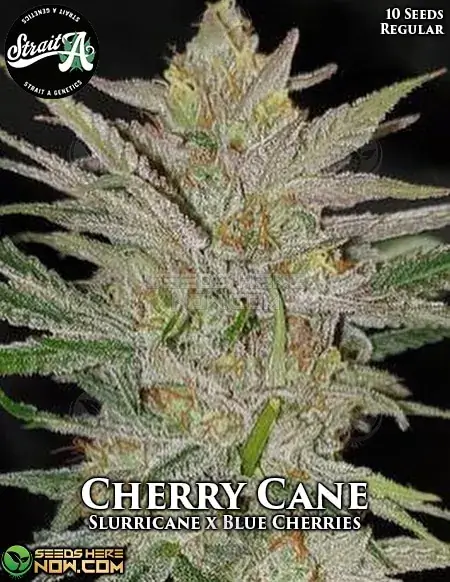 Cherry Cane Regular Seeds - Hybrid strain with cherry, sweet, earthy aromas