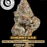 Cherry Gas (Regular) - Happy Dreams Genetics