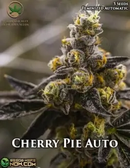 Cherry Pie Auto cannabis seeds by Automatically Delicious, featuring sweet cherry and earthy tones