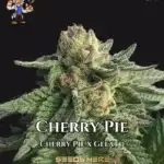 Cherry Pie S1 (Feminized) - Dr. Blaze