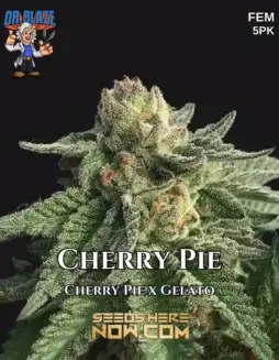 Cherry Pie S1 Feminized Seeds (space) Sweet Cherry and Earthy Aromas
