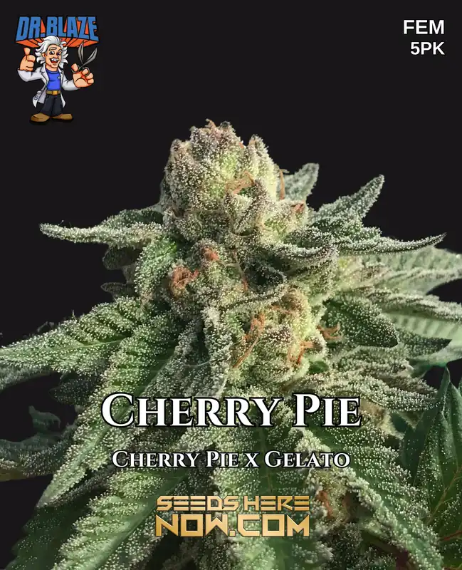 Cherry Pie S1 Feminized Seeds - Sweet Cherry and Earthy Aromas
