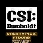 Cherry Pie x F1 Durb (Feminized) - CSI Humboldt