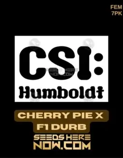 Pack of Cherry Pie x F1 Durb Feminized Seeds