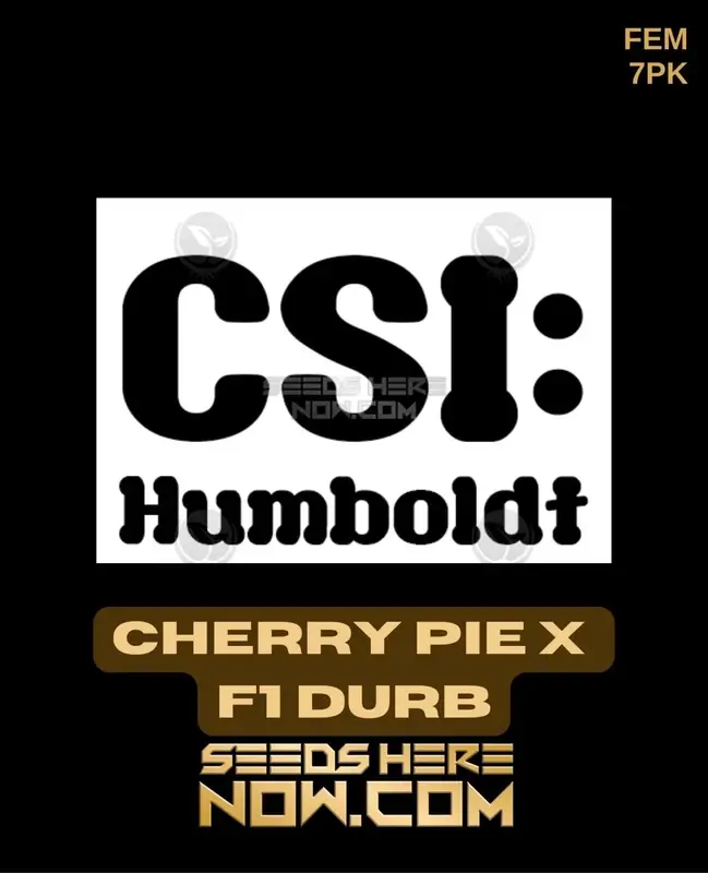 Pack of Cherry Pie x F1 Durb Feminized Seeds
