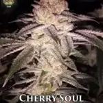 Cherry Soul (Feminized) - Trichome Jungle