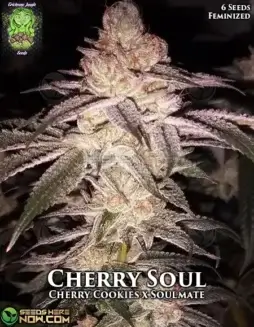 Cherry Soul Feminized Seeds (space) A Hybrid Strain with Cherry and Earthy Flavors
