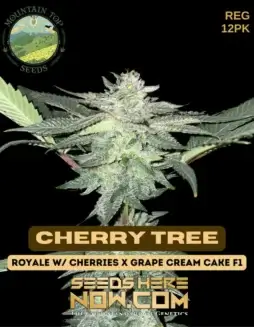 Image of Cherry Tree cannabis seeds by Mountain Top Seeds, featuring regular seeds with a THC level of 17(space)22%