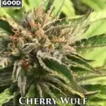 Cherry Wulf (Regular) - Weed Should Taste Good