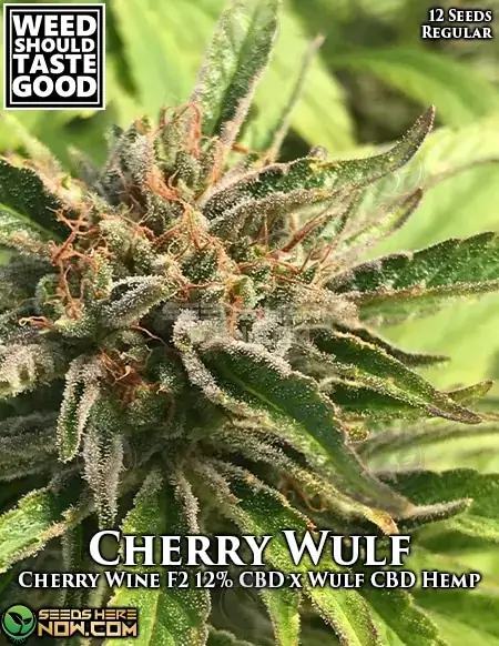 Cherry Wulf Regular Seeds - Hybrid Cannabis by Weed Should Taste Good
