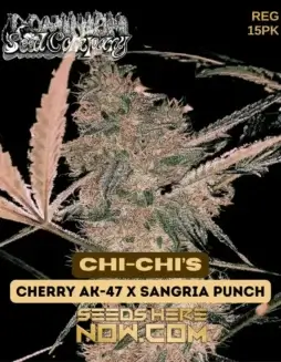 Chi (space) Chi’s Regular Seeds (space) Cherry AK(space)47 x Sangria Punch