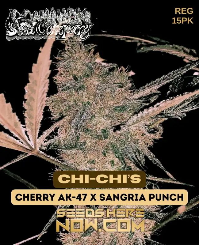 Chi - Chi’s Regular Seeds - Cherry AK-47 x Sangria Punch