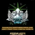 Chiang Rai Northern Highland Juicy Fruit Thai x Metal Haze F3(Regular) - Snow High Seeds