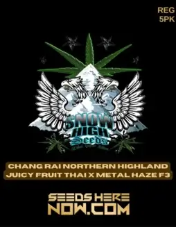Chiang Rai Northern Highland Juicy Fruit Thai crossed with Metal Haze F3 seeds by Snow High Seeds