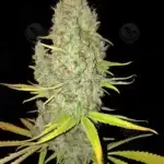 Chicle (Feminized) - T.H. Seeds