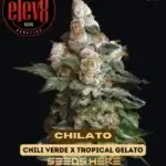 Chilato (Feminized) - Elev8 Seeds