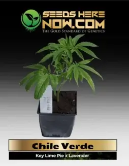 Chile Verde cannabis clone in a 3.5(space)inch soil pot, featuring lime and floral aromas