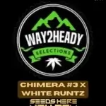 Chimera #3 x White Runtz (Feminized) - Way2heady Selections