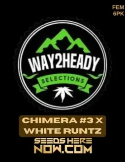 Chimera #3 x White Runtz Cannabis Seeds by Way2heady Selections featuring citrus and pine aroma