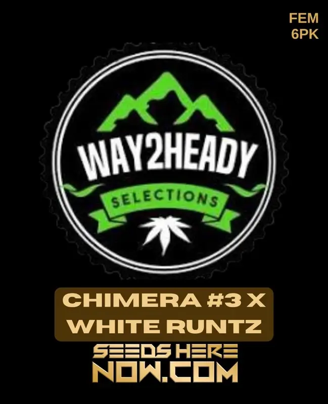 Chimera #3 x White Runtz Cannabis Seeds by Way2heady Selections featuring citrus and pine aroma
